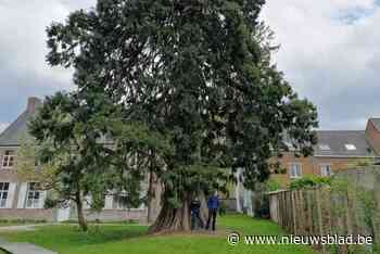 Groen zoekt mooiste boom van het Pajottenland