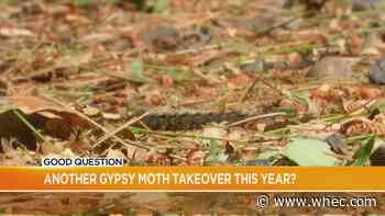 Good Question: Another gypsy moth takeover this year?