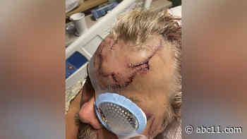 10 seconds of terror: Man survives attack from 300-pound bear in remote Alaska