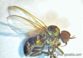 Black flies in your way? This PA waterways program will help