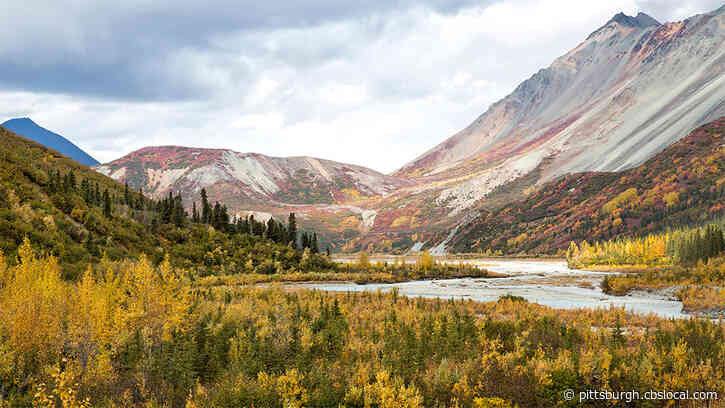 Alaska Man Survives Near-Deadly Encounter With Brown Bear That Bit His Head