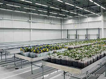 Flower Power: Commercial Architecture & Cannabis Facilities - REBusinessOnline