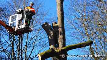 Baum ab im Amtsgarten Lilienthal: Esche muss Regenwasserkanal weichen - WESER-KURIER - WESER-KURIER