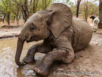 DNA testing pioneered in effort to track down long-lost mother of ‘orphan’ elephant