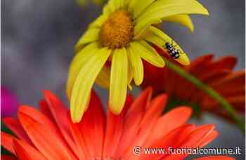 La Biblioteca di Pioltello partecipa alla Giornata Mondiale della Biodiversità 2021 - Fuoridalcomune.it