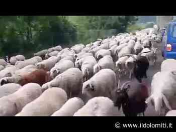 IL VIDEO. Un fiume interminabile di pecore lungo le strade di Ala - il Dolomiti