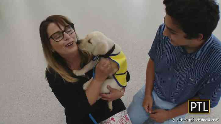 Pickles Journey To Becoming A Canine Companions Service Dog Begins In Pittsburgh