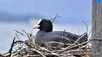 Corona-Gewinner in Starnberg: Blässhühner brüten - Süddeutsche Zeitung