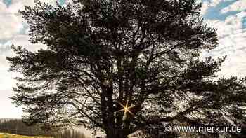 Sechs Jahre nach der Abschaffung: Kommt die Baumschutzsatzung wieder in Starnberg? - Merkur.de