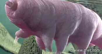 Super-tough tardigrades fired from a gun to test their invincibility     - CNET