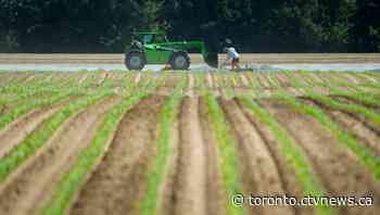 Fourth migrant farm worker dies from COVID-19 in Ontario, advocacy group says