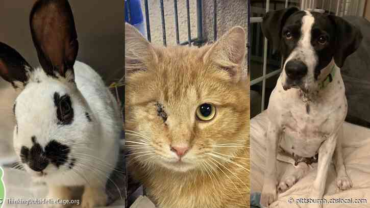 Furry Tails: Saturn, Willie And Phoebe Are Waiting For Forever Homes