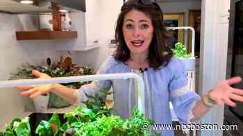 4 Gadgets You Need in Your Kitchen This Summer - NBC10 Boston