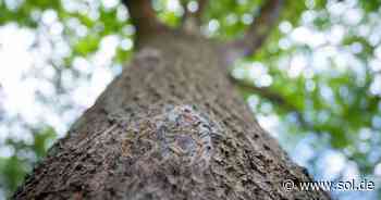 Neunkirchen beginnt Frühbekämpfung des Eichenprozessionsspinners - sol.de