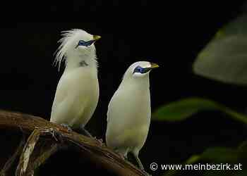 Ternitz: Der Ex-Kibera mit der scharfen Linse - Neunkirchen - meinbezirk.at
