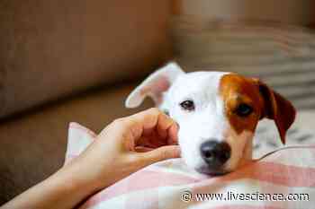 New coronavirus found, and it jumped from dogs to people - Livescience.com