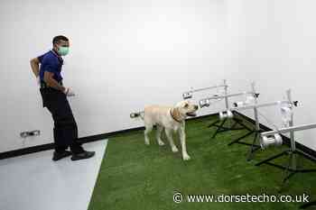 Thailand calls in canine squad to sniff out coronavirus cases - Dorset Echo