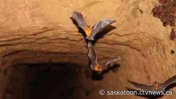 Rabies-infected bat found in Martensville