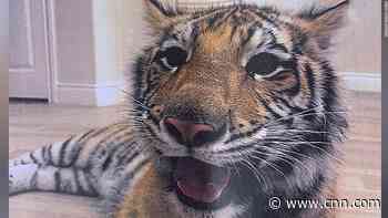 What we know about the Houston tiger that's been turned in after going missing for nearly a week - CNN