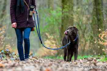 Jagdtrieb geht mit Hund durch: Reh bei Reichenbach getötet - Freie Presse