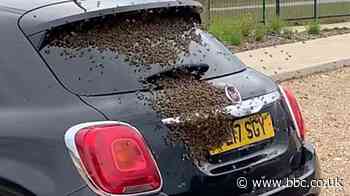 Bee swarm thwarts Colchester gym-goer's journey home