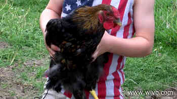 Niagara County 6-year-old & family fight to keep chickens