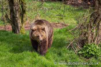 Brown bears euthanised at zoo after escaping enclosure - Dudley News