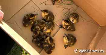 ‘Once in a lifetime’: Oromocto firefighters rescue ducklings from storm drain - Global News