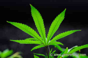 Letters: Youth use of marijuana concentrates can be stopped with medical regulation (5/20/21) - The Denver Post