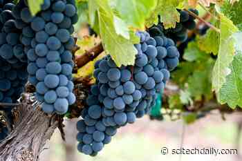 DNA Markers Uncovered in Grape Genetics Research Reveal What Makes the Perfect Flower