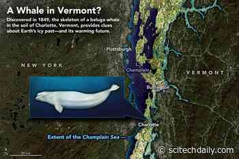 The Charlotte Whale: Unexpected Discovery of a Whale Skeleton Hundreds of Miles From the Sea