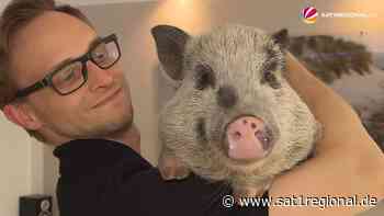 VIDEO | "Schnitzel" und "Bacon": Ehepaar aus Osterholz-Scharmbeck lebt mit zwei Mini-Schweinen - SAT.1 REGIONAL - Sat.1 Regional