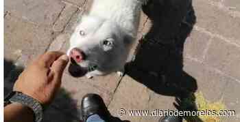 Patrulla Canina verifica estado de 2 perritos en Gualupita, Cuernavaca - Diario de Morelos