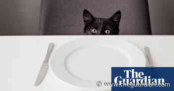 Tim Dowling: the cat needs food. But whose turn is it to go? - The Guardian