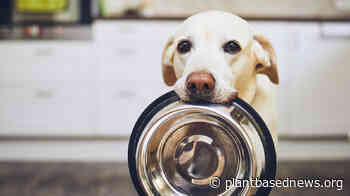 Pet Food Start-Up To ‘Ramp Up’ Cell-Cultured Meat Production Following Hefty Investment - Plant Based News