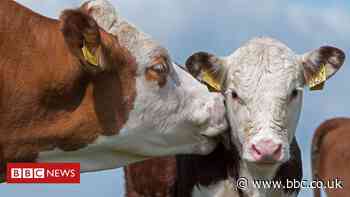 Brexit: Agri-food report finds significant challenges with NI Protocol - BBC News