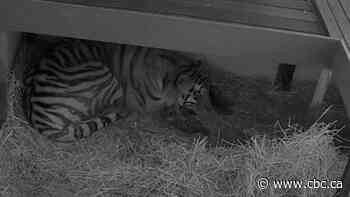 1 endangered tiger cub remains after 2nd cub dies at Toronto Zoo