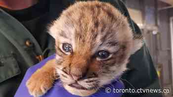 Second Amur tiger cub dies at Toronto Zoo
