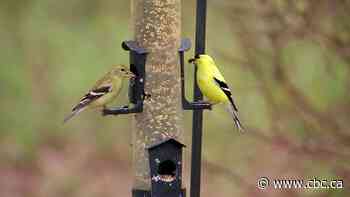 Birding 101: Easy tips you can use to get started in bird watching, even if you are a total beginner
