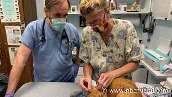 Is Veterinary Acupuncture Right for Your Pet? Here's what you need to know.