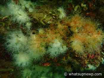 Northern star coral one step closer to becoming Rhode Island’s official state coral - What'sUpNewp