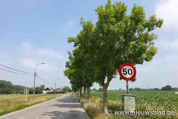 Moeten bomen wijken voor fietspad? “We zijn aan het onderhandelen” - Het Nieuwsblad