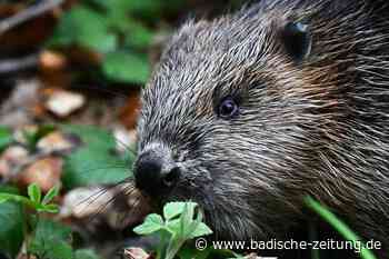 Erster Biber in Endenburg - Steinen - Badische Zeitung