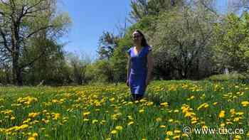 Lawns gone wild: Why you might just have to learn to love dandelions