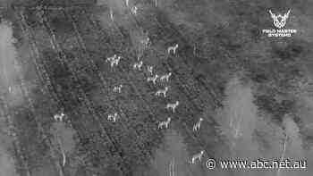 When COVID hit, these pilots changed course. Now, they're hunting pests in Victoria's High Country