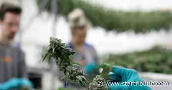 Despite slow progress at Capitol, legal marijuana supporters see momentum in Minnesota