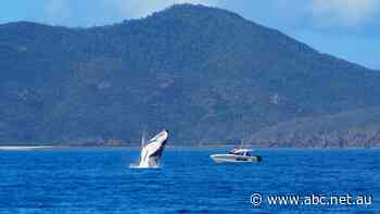 Troubled Keswick Island reopening to residents, tourism
