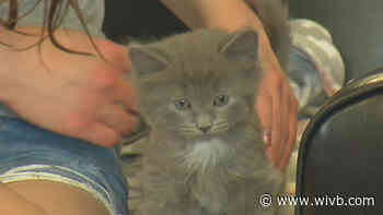 A Purr-fect Fit Animal Rescue hosts 4th annual 'Kitten Shower'