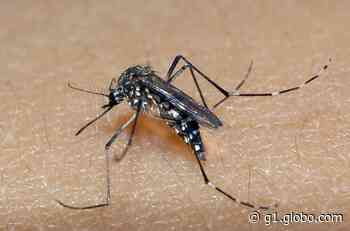Itaquaquecetuba promove vistoria para identificação de criadouros do Aedes Aegypti - G1