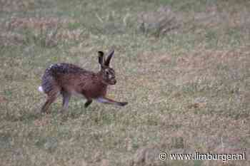 Tiny Tales: een bever, een haas of een Schotse Hooglander? - De Limburger